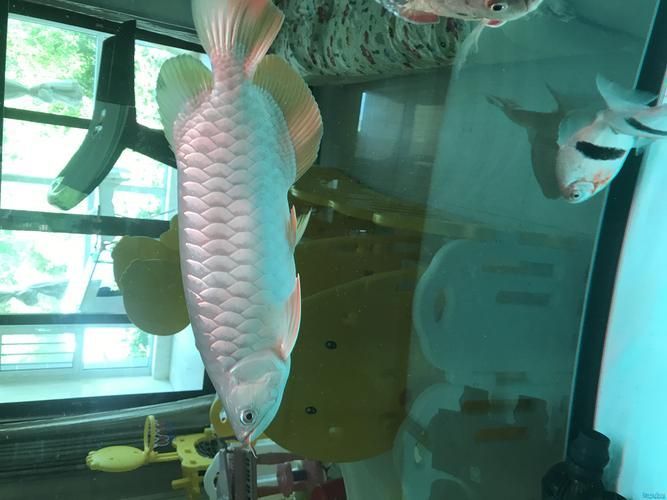 龍魚趴缸的10個原因，關于龍魚趴缸的10個核心原因及其科學解析