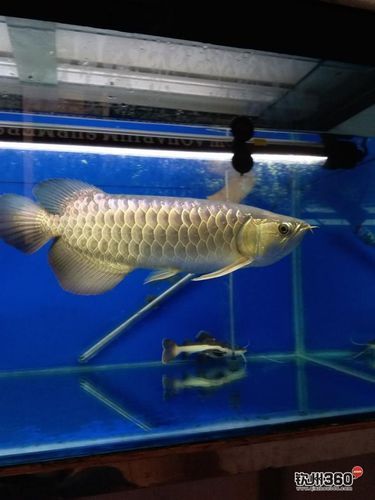 給我一些過背點金龍魚的護理圖片,過背金龍魚養(yǎng)護 龍魚百科 第20張 給我一些過背點金龍魚的護理圖片,過背金龍魚養(yǎng)護 給我一些過背點金龍魚的護理圖片,過背金龍魚養(yǎng)護 龍魚百科 第20張