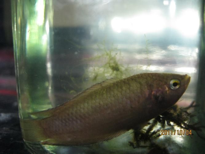 能詳細說說如何治療魚爛尾嗎，arxiv論文助手arxiv論文助手治療魚爛尾病治療詳解