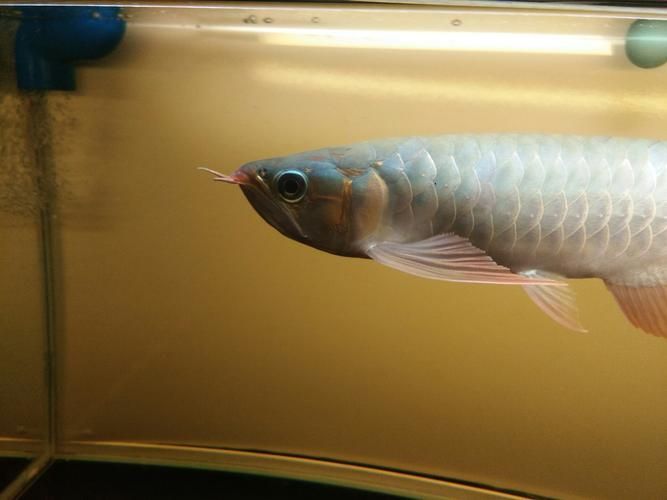 哪里可以購買到正宗的李亞四龍魚?,“李亞四龍魚(scleropagesformosus)中的權威指南 龍魚百科 第6張 哪里可以購買到正宗的李亞四龍魚?,“李亞四龍魚(scleropagesformosus)中的權威指南 哪里可以購買到正宗的李亞四龍魚?,“李亞四龍魚(scleropagesformosus)中的權威指南 龍魚百科 第6張