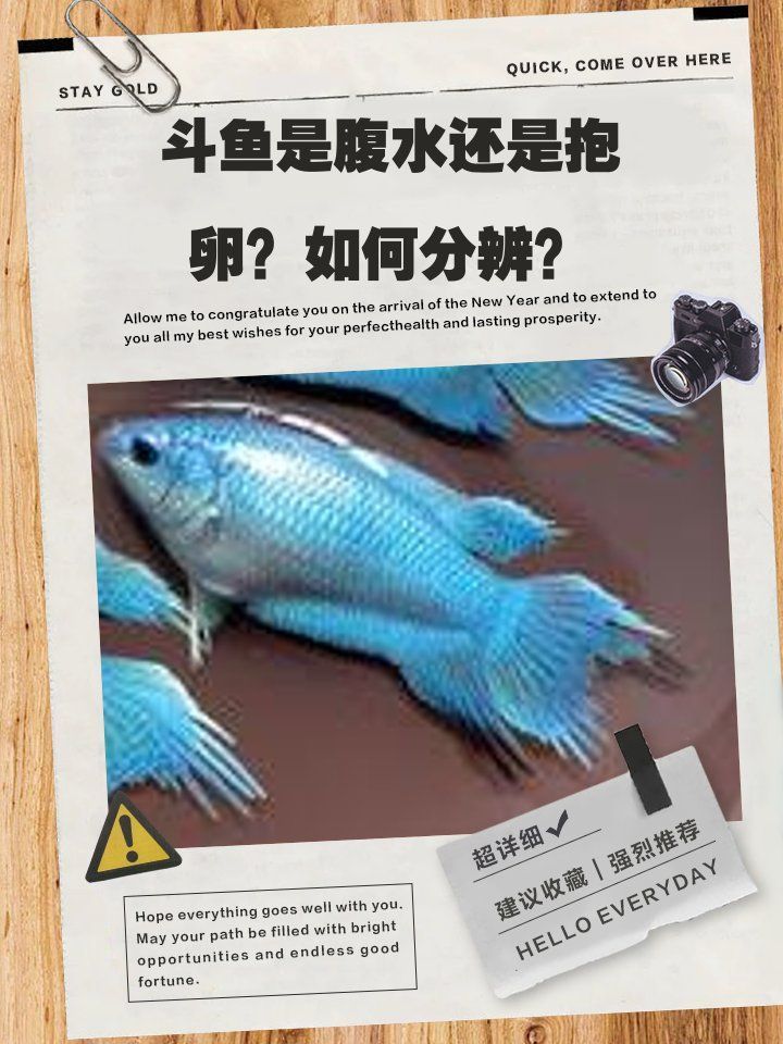 如何判斷魚是否患有腹水，觀賞魚肚子鼓脹可能是腹水病杏芒