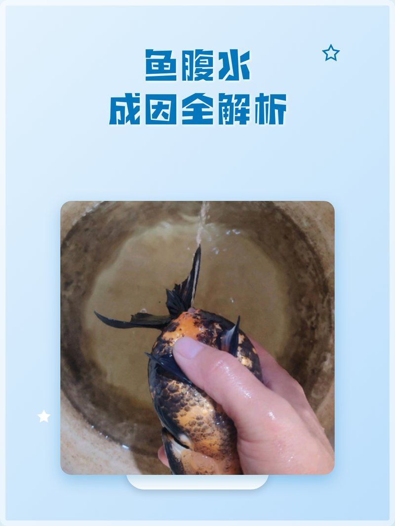 如何判斷魚是否患有腹水，觀賞魚肚子鼓脹可能是腹水病杏芒