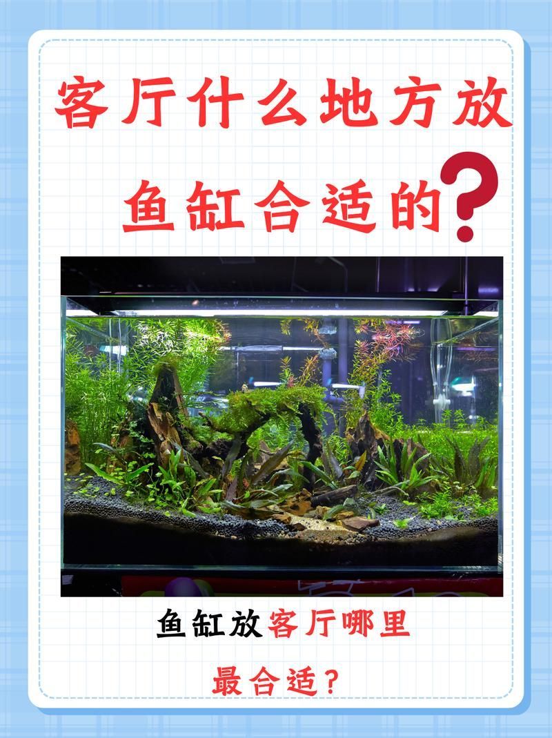 青秀龍魚的飼養難度如何？