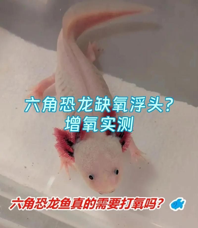 哪些情況下六角恐龍魚需要打氧，六角恐龍魚需要打氧嗎