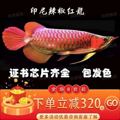 紅辣椒紅龍魚(yú)價(jià)格，紅辣椒紅龍魚(yú)的價(jià)格是多少紅辣椒紅龍魚(yú)的最佳飼養(yǎng)溫度是多少