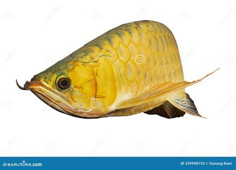 有哪些龍魚品種容易兜嘴？，什么品種的龍魚容易兜嘴？ 有哪些龍魚品種容易兜嘴？，什么品種的龍魚容易兜嘴？ 龍魚百科 第4張