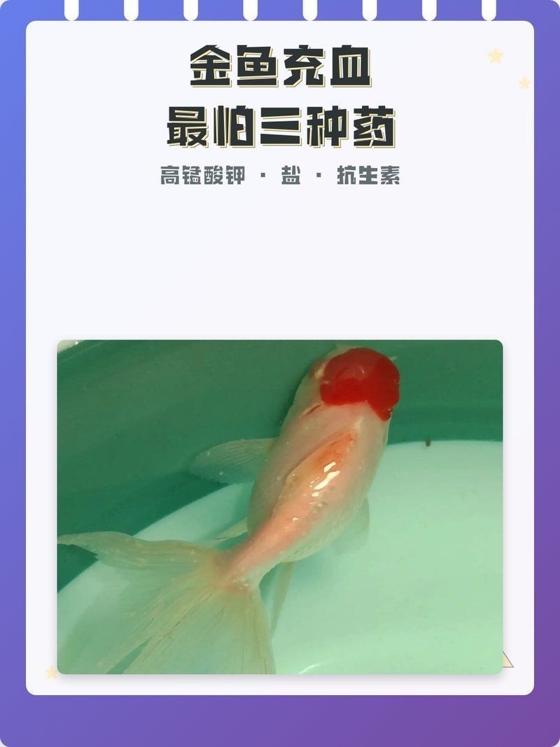 金魚充血用什么藥治療，金魚體表充血爛腮爛鰭怎么辦