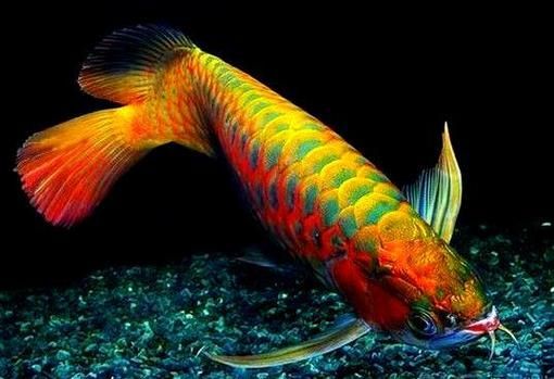 將樂龍魚有哪些獨特品種？，中國福建將樂龍魚地方品種對比圖片與品種對比圖鑒級