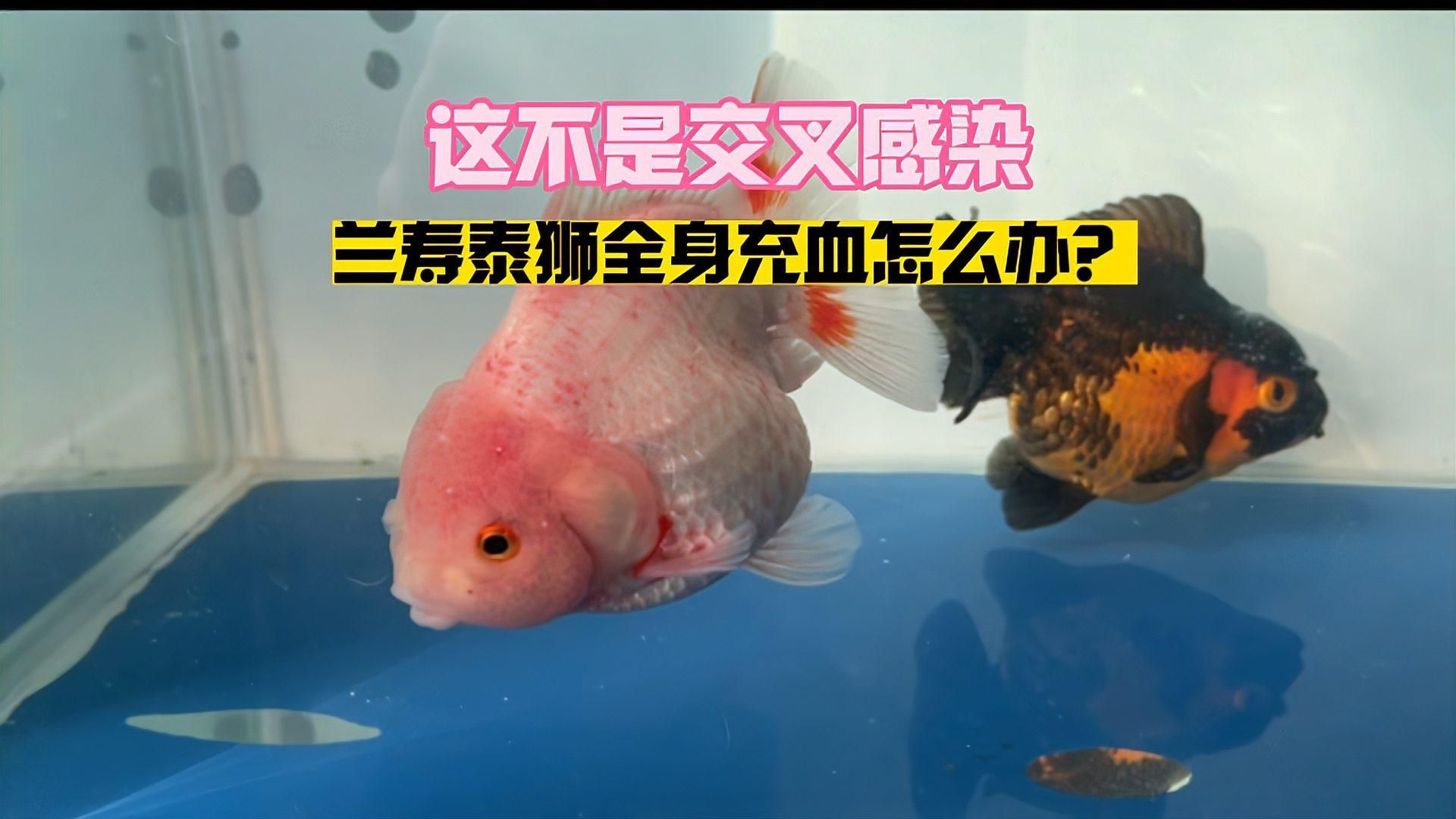 有哪些藥物可以有效治療魚身充血，魚身充血怎么辦