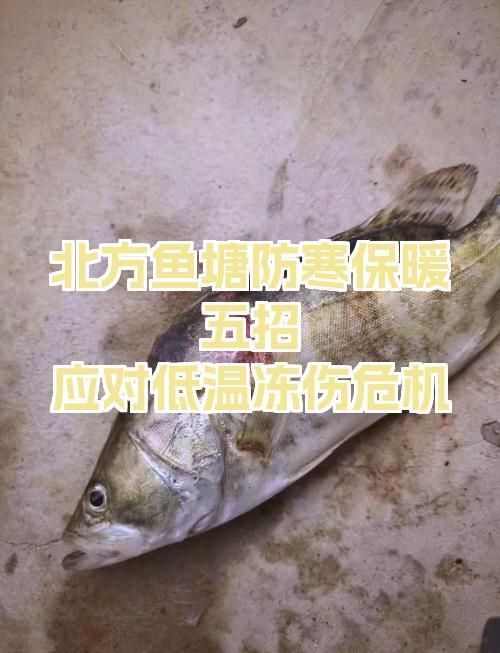 如何預(yù)防魚受傷，arxiv論文助手arxiv論文助手arxiv論文助手 如何預(yù)防魚受傷，arxiv論文助手arxiv論文助手arxiv論文助手 龍魚百科 第14張