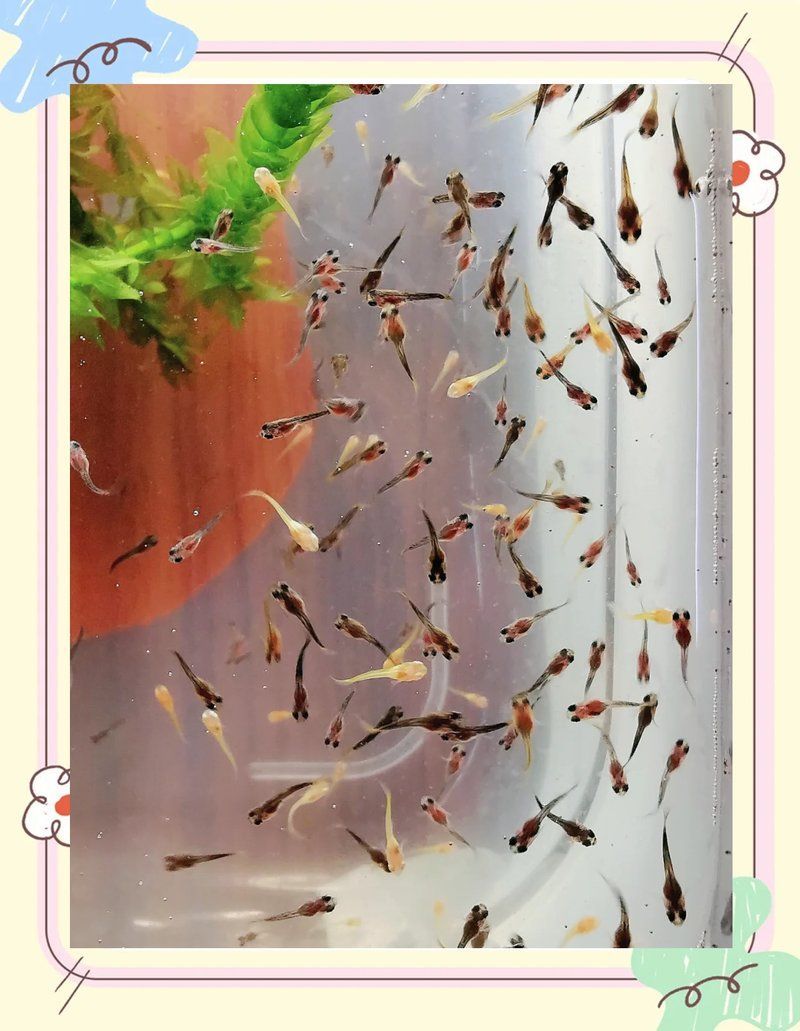 孔雀魚的最佳飼養(yǎng)溫度是多少，孔雀魚的最佳飼養(yǎng)溫度是[需手動(dòng)填充]至26℃,24℃至26℃,24℃至[需手動(dòng)填充]
