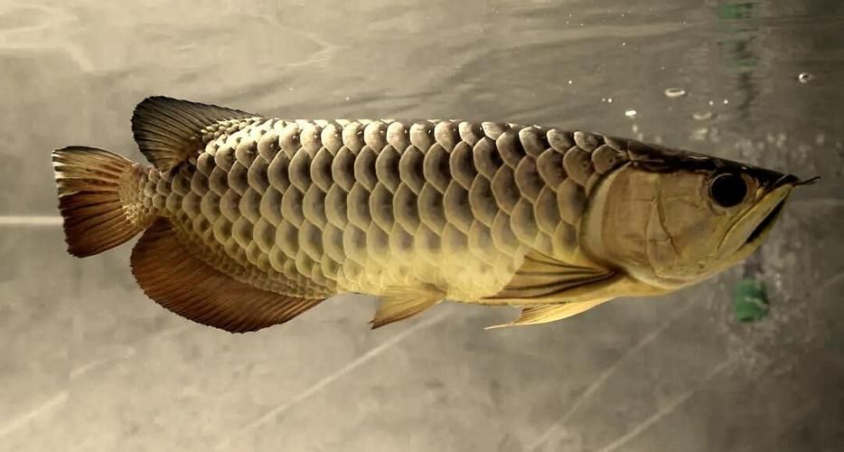 龍魚飼養需要哪些注意事項？，免龍魚撞擊缸受傷