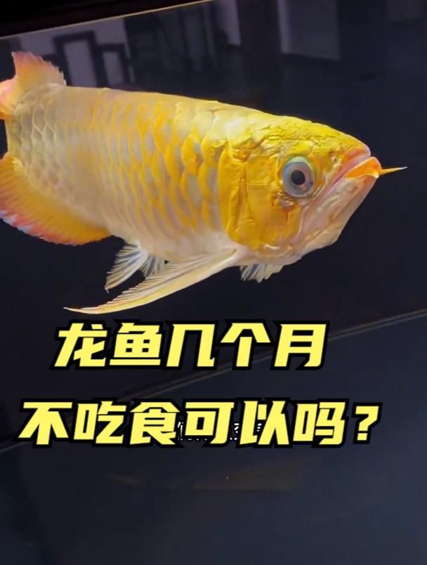 龍魚幾個月不吃食會死嗎？，龍魚不吃食會不會餓死