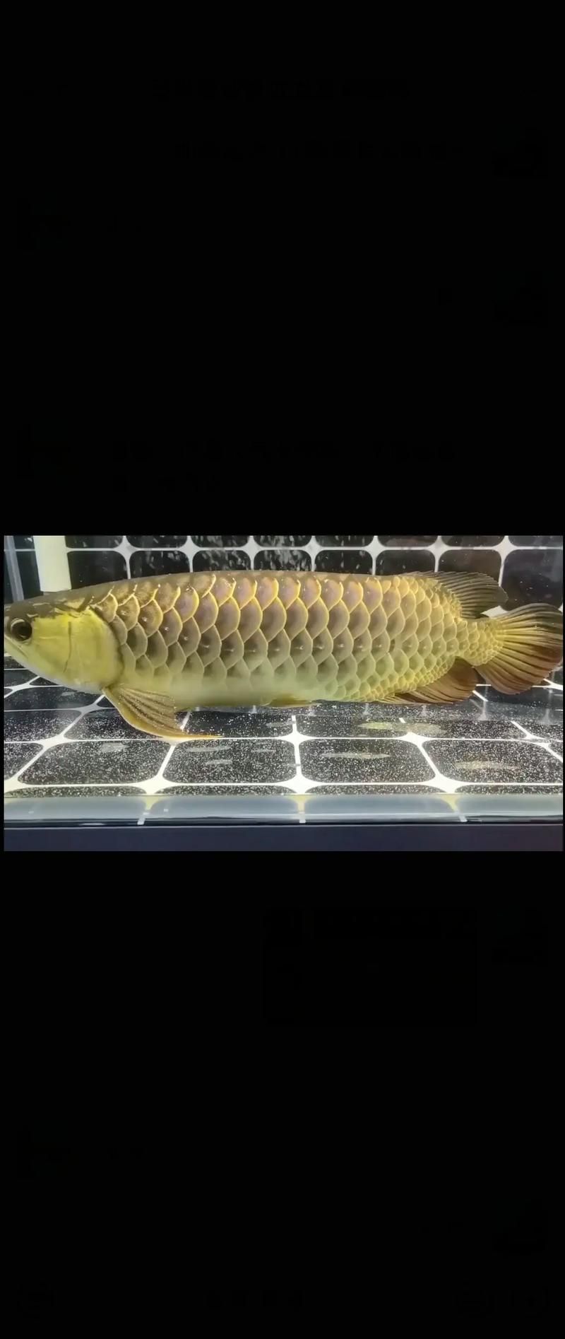 龍魚趴缸最快解決方法，關于龍魚趴缸應急處理