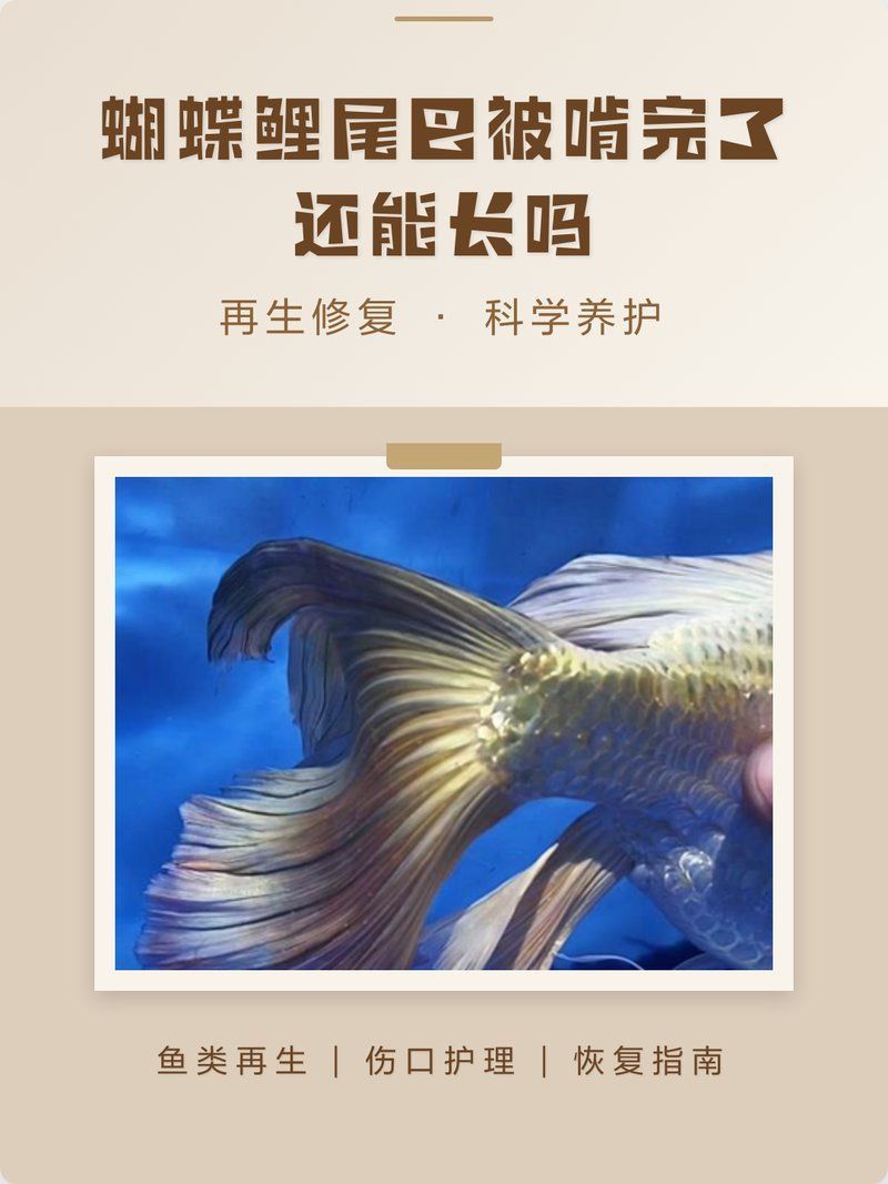 如何判斷魚是否健康，如何判斷魚的健康狀況
