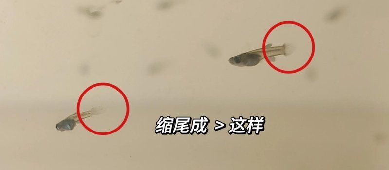 有哪些魚尾巴感染案例，如何判斷魚尾巴是否感染病毒 有哪些魚尾巴感染案例，如何判斷魚尾巴是否感染病毒 龍魚百科 第1張