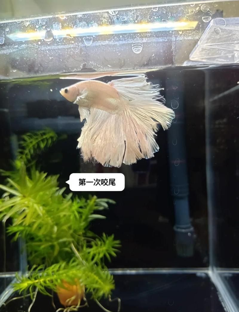 有哪些魚尾巴感染案例，如何判斷魚尾巴是否感染病毒 有哪些魚尾巴感染案例，如何判斷魚尾巴是否感染病毒 龍魚百科 第2張