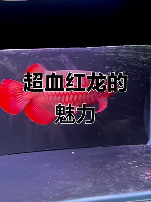 血紅龍和橙紅龍哪個更稀有，《魔獸世界》血紅龍和橙紅龍哪個更稀有