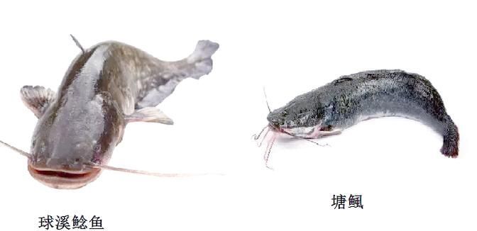 魚虱寄生蟲有哪些種類，argulusfoliaceusfoliaceus寄生蟲的科學分類體系