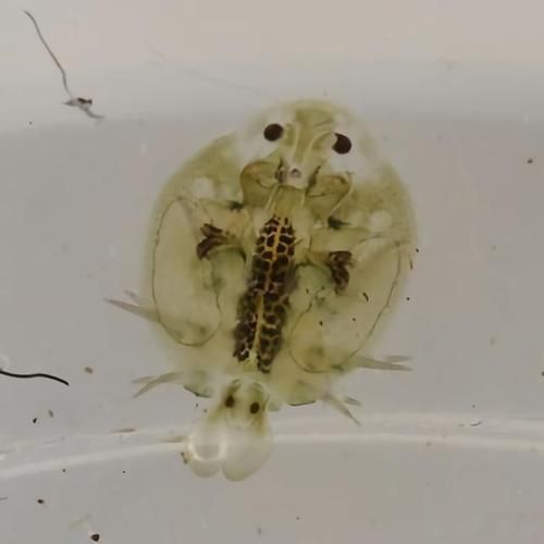 魚虱寄生蟲有哪些種類，argulusfoliaceusfoliaceus寄生蟲的科學分類體系