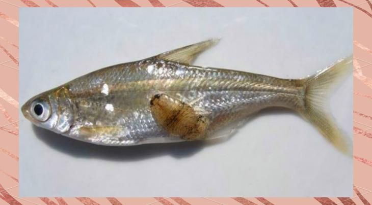 魚虱寄生蟲有哪些種類，argulusfoliaceusfoliaceus寄生蟲的科學分類體系