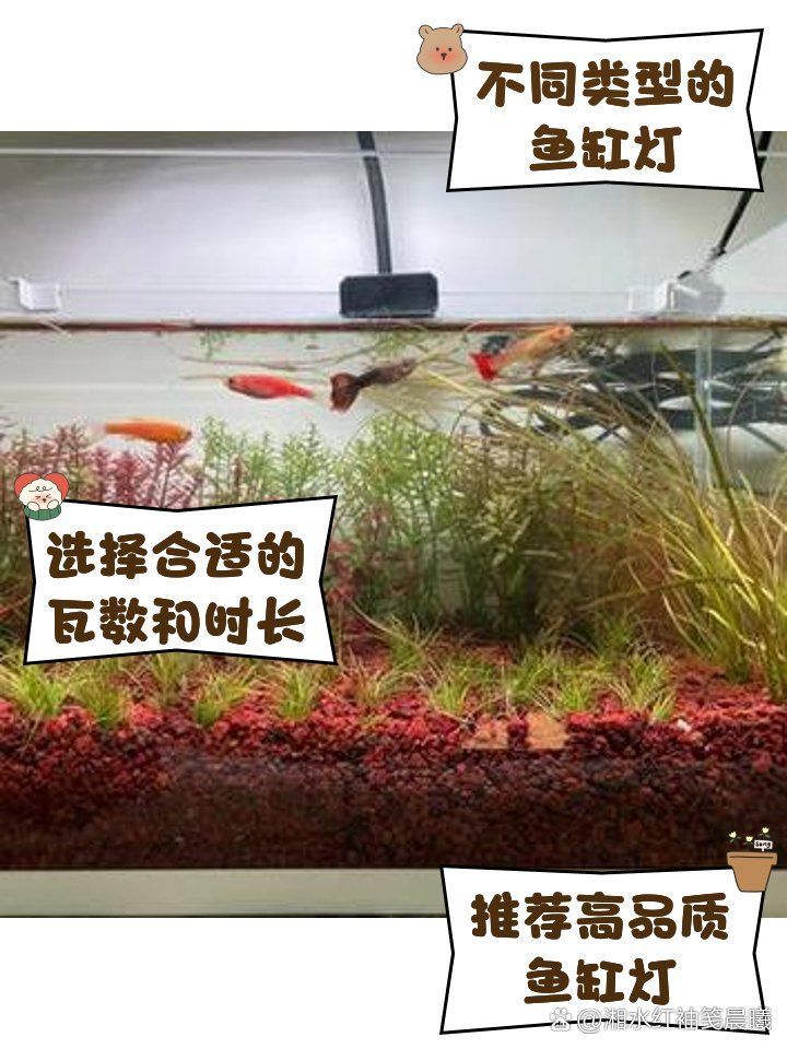 40缸養魚需要開多大的燈，40缸養魚需要多久開一次燈