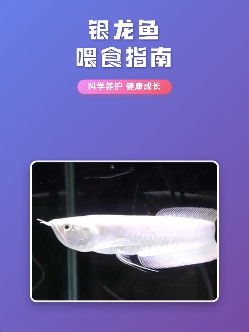 七彩銀龍魚多久喂一次，七彩銀龍魚喂養(yǎng)指南 七彩銀龍魚多久喂一次，七彩銀龍魚喂養(yǎng)指南 龍魚百科 第2張
