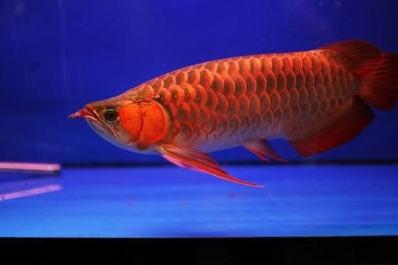 給我更多紅色龍魚的圖片，紅色龍魚是什么？
