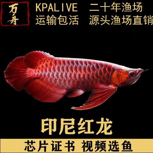 給我更多紅色龍魚的圖片，紅色龍魚是什么？