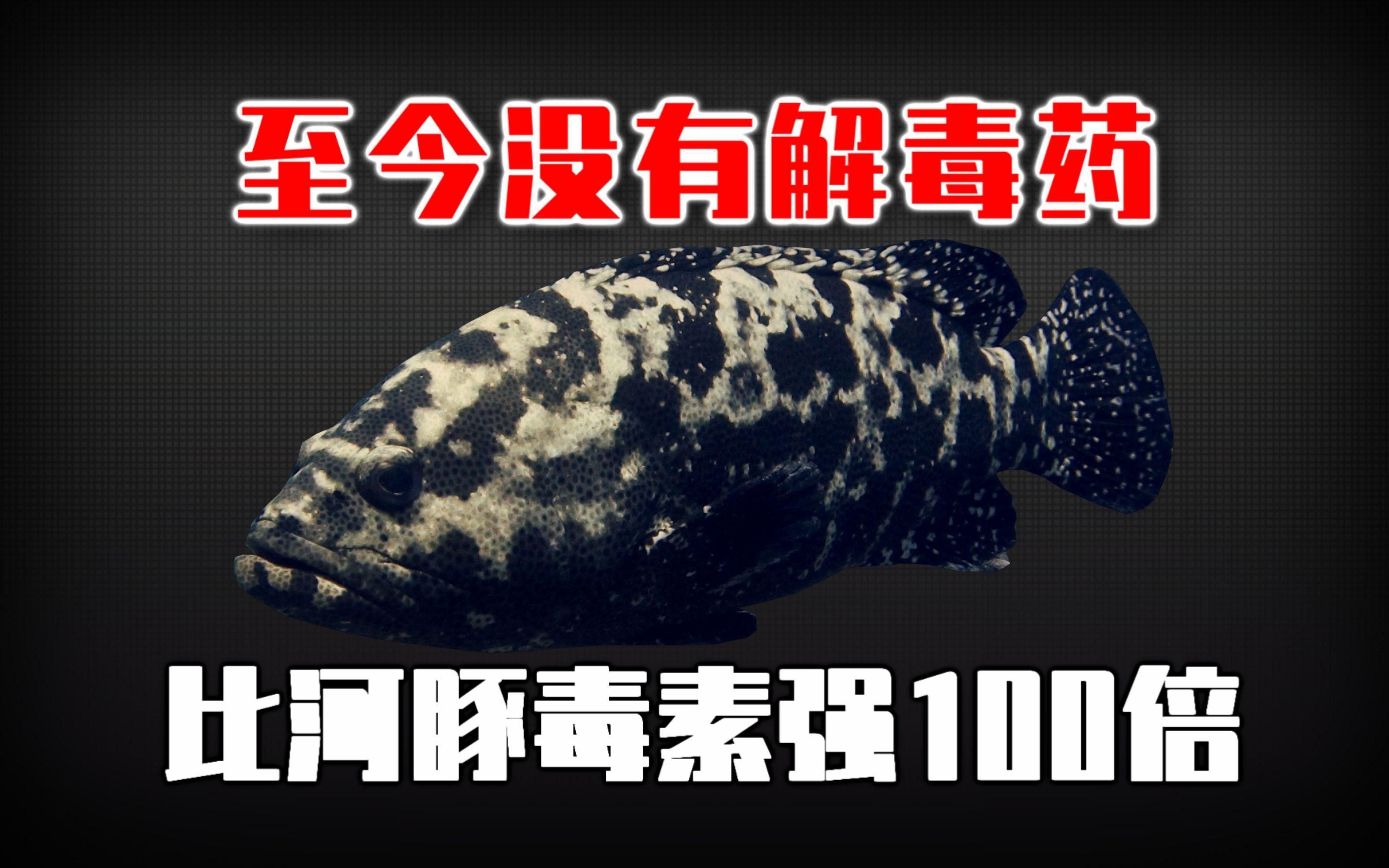 紅龍魚體內雪卡毒素如何產生？，紅龍魚體內雪卡毒素對人的影響是雪卡毒素的產生的影響