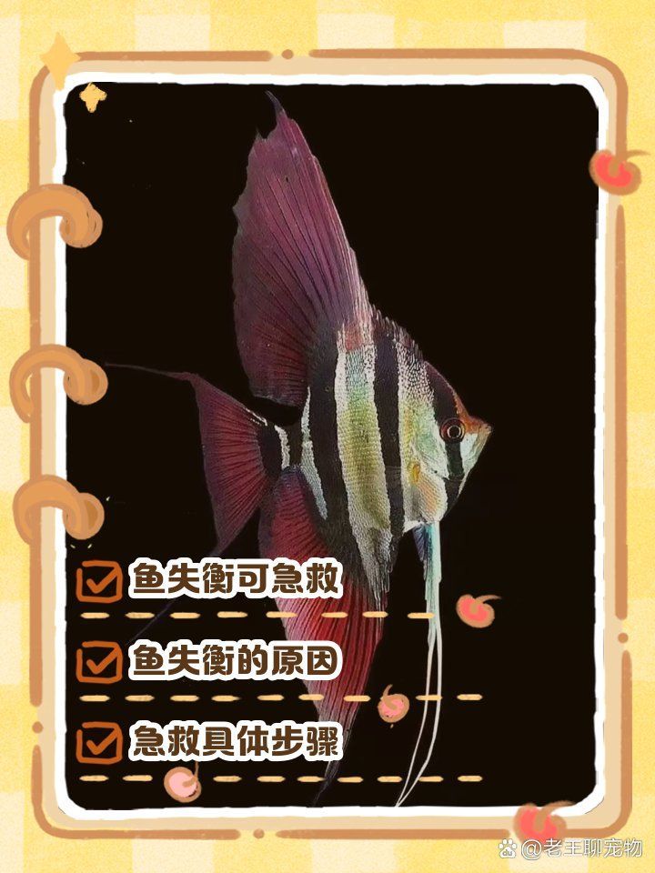有哪些方法可以幫助神仙魚恢復(fù)平衡，神仙魚失去平衡核心原因是魚鰾功能紊亂或神經(jīng)系統(tǒng)受損