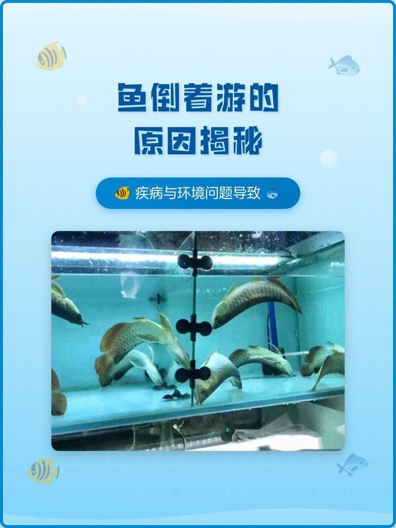 有哪些方法可以幫助神仙魚恢復(fù)平衡，神仙魚失去平衡核心原因是魚鰾功能紊亂或神經(jīng)系統(tǒng)受損