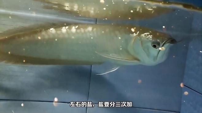 龍魚燒尾如何治療最有效？，龍魚燒尾怎么辦