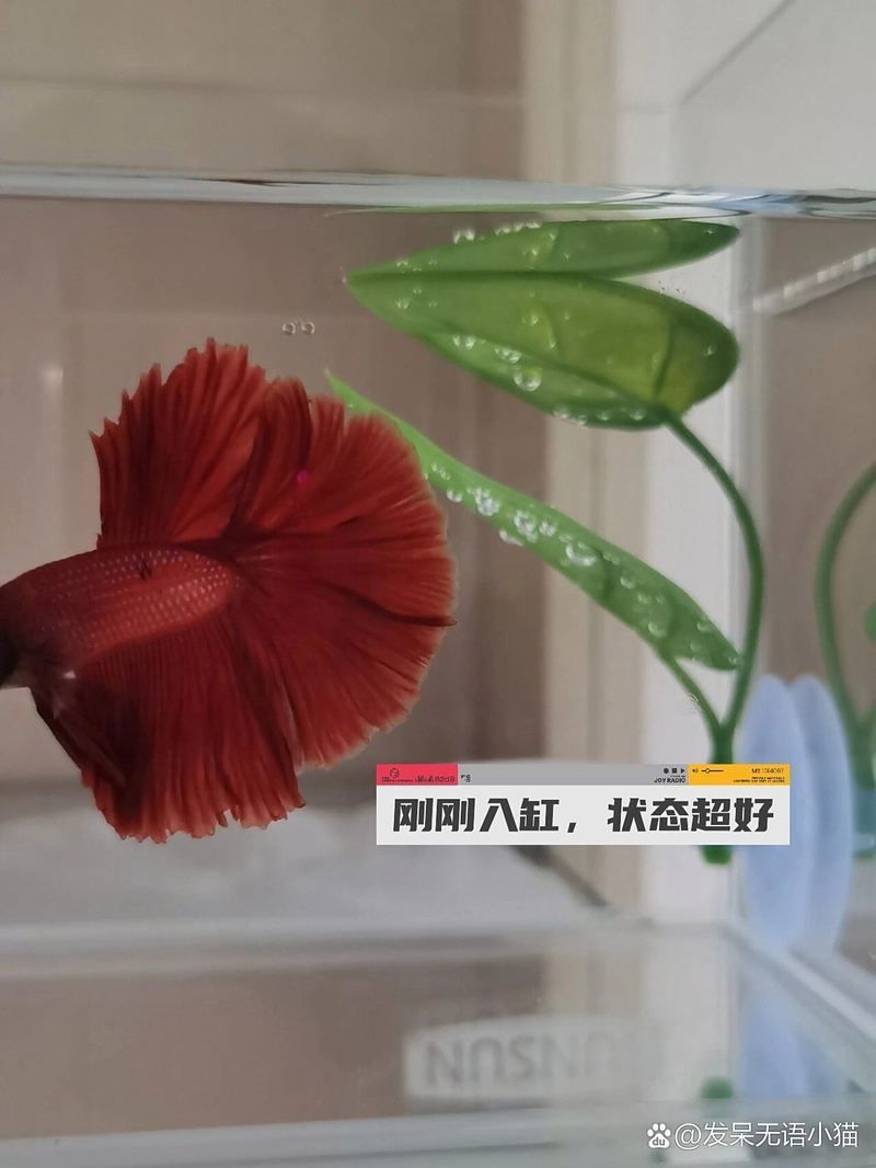 魚兒趴缸底后如何恢復，魚兒趴缸底后如何恢復正常生活狀態 魚兒趴缸底后如何恢復，魚兒趴缸底后如何恢復正常生活狀態 龍魚百科 第2張
