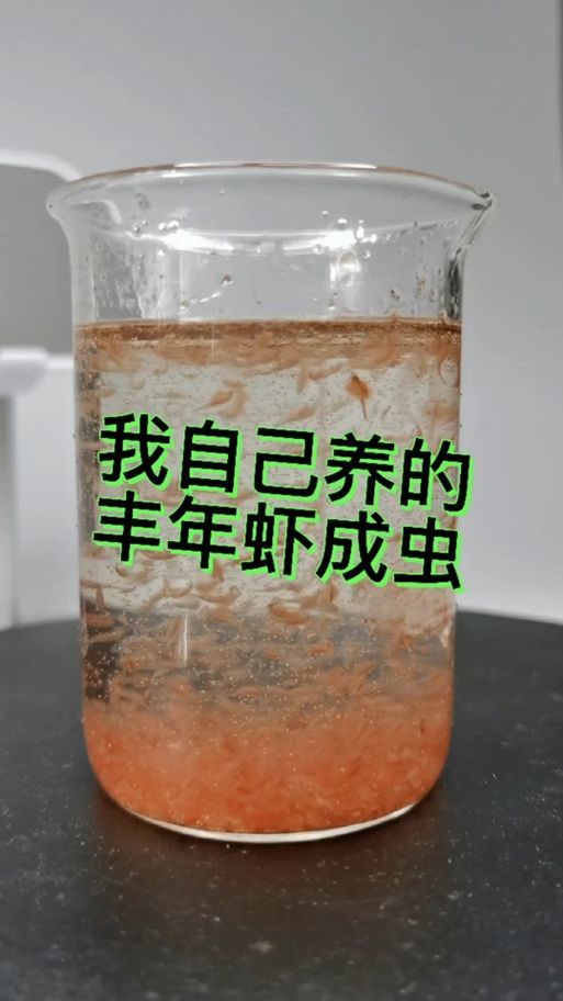 如何培養豐年蝦，豐年蝦養殖技術