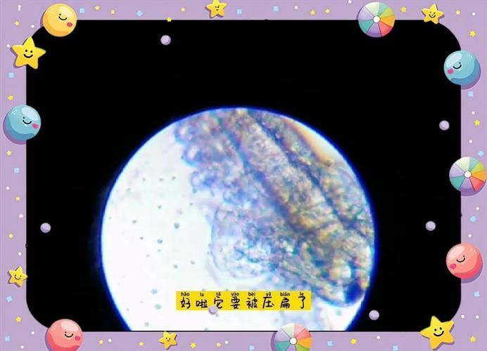 如何培養豐年蝦，豐年蝦養殖技術