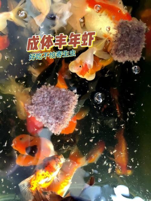 如何培養豐年蝦，豐年蝦養殖技術