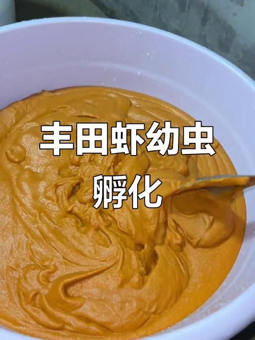 如何培養豐年蝦，豐年蝦養殖技術