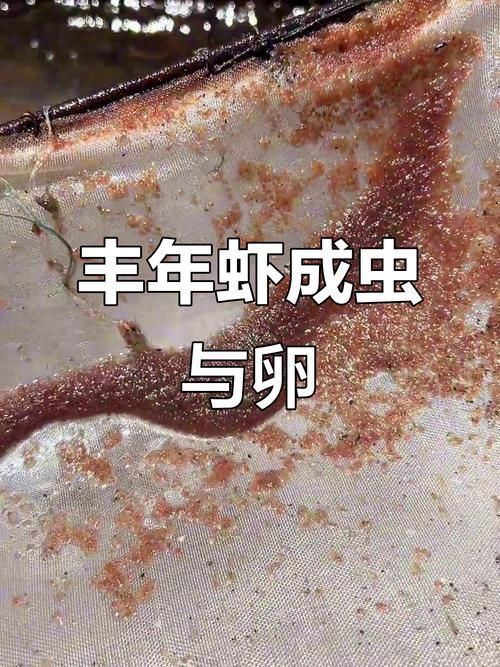 如何培養豐年蝦，豐年蝦養殖技術