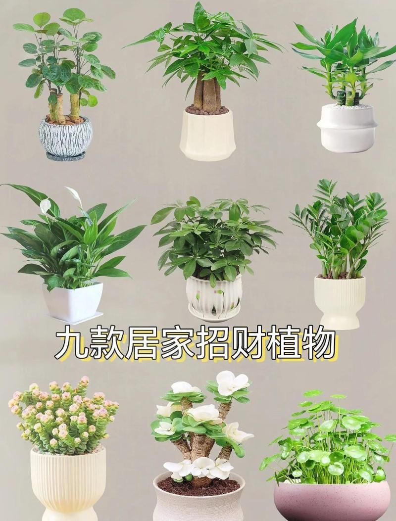 如何養(yǎng)護這些鎮(zhèn)宅聚財花卉，鎮(zhèn)宅聚財花卉養(yǎng)護技巧