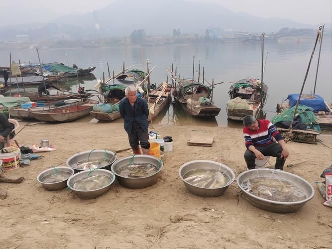 哪里可以購買到正宗的三水龍魚？，三水龍魚如何辨別正宗龍魚品種，如何辨別正宗龍魚品種