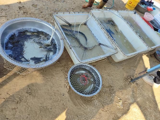 哪里可以購買到正宗的三水龍魚？，三水龍魚如何辨別正宗龍魚品種，如何辨別正宗龍魚品種