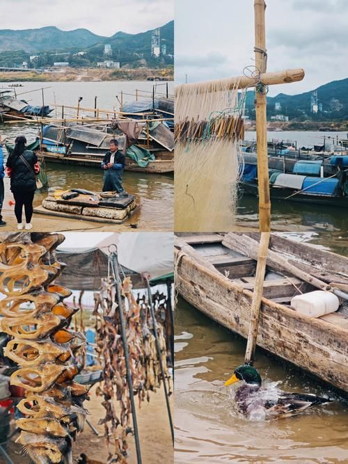 哪里可以購買到正宗的三水龍魚？，三水龍魚如何辨別正宗龍魚品種，如何辨別正宗龍魚品種