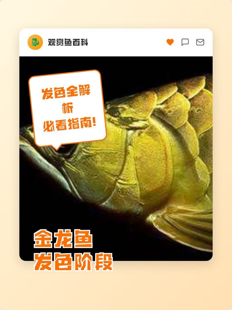 金龍魚增色需要多長時間？，金龍魚發色時間與影響因素揭秘金龍魚發色階段喂養與燈光管理對照表