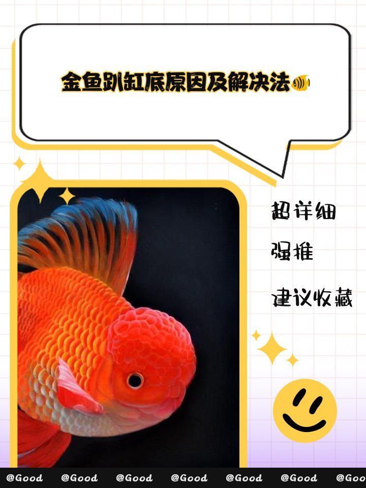 金魚趴缸底多久會恢復，秋瀾瑪瑙，金魚趴缸底原因及解決法？