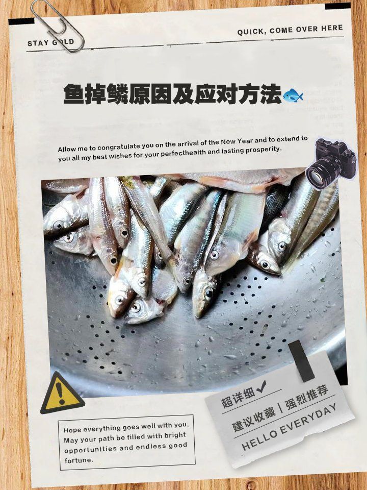 有哪些藥物可以預防龍魚掉鱗？，寵物健康日志,魚掉鱗原因及解決辦法趣味橫生 有哪些藥物可以預防龍魚掉鱗？，寵物健康日志,魚掉鱗原因及解決辦法趣味橫生 龍魚百科 第1張