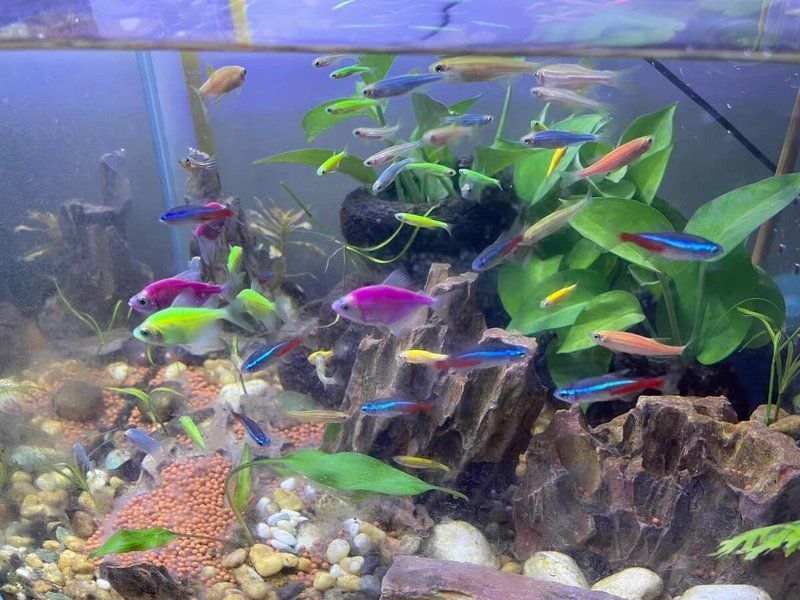 如何判斷魚缸水是否安全，判斷魚缸水是否安全是確保魚類健康和水質穩定的關鍵