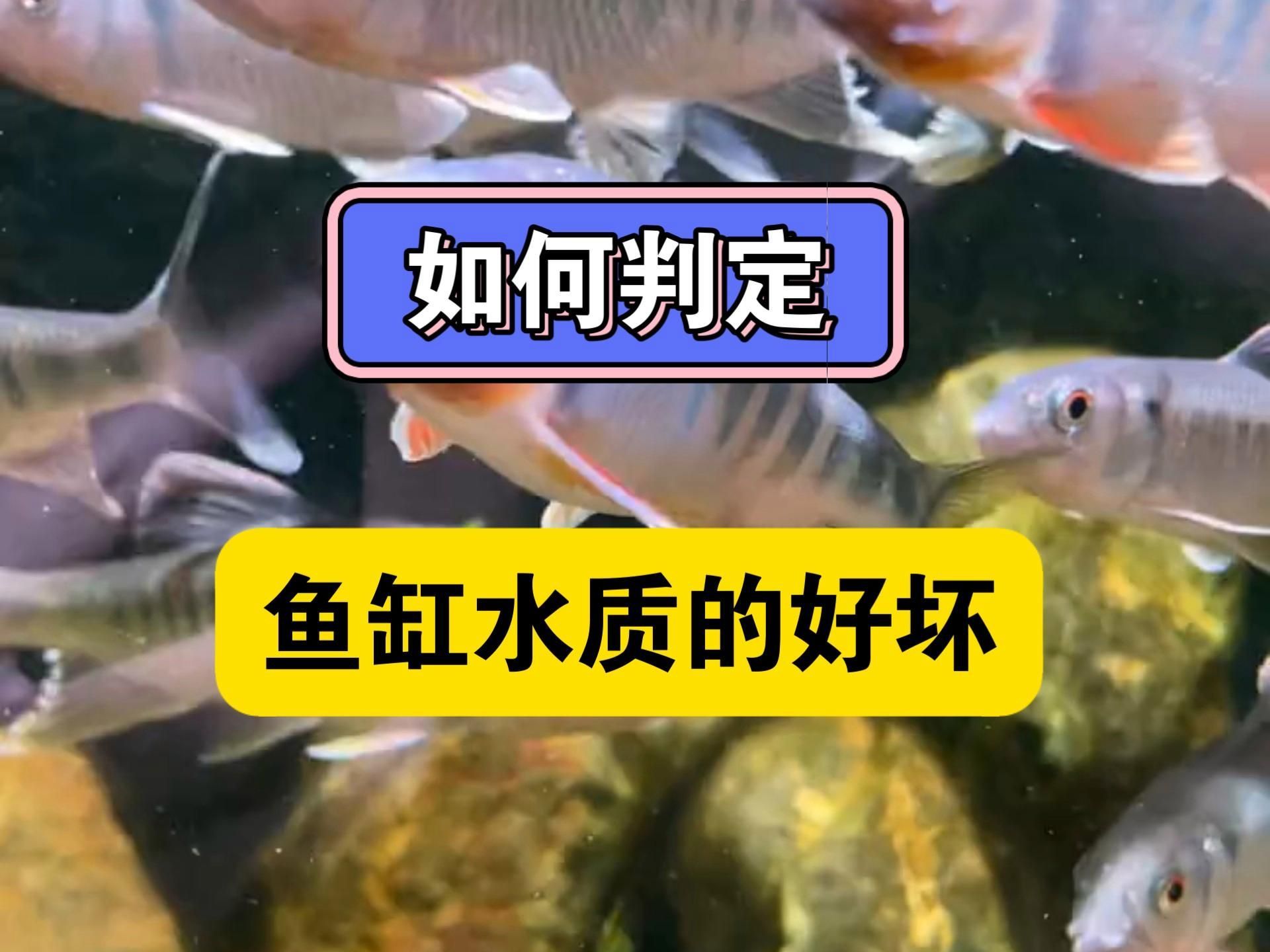 如何判斷魚缸水是否安全，判斷魚缸水是否安全是確保魚類健康和水質穩定的關鍵
