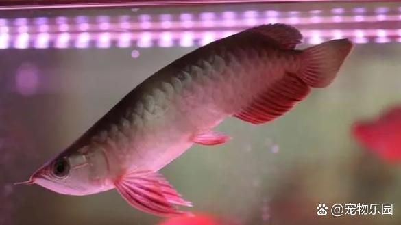 如何判斷龍魚浮頭沉尾的原因，龍魚浮頭后如何恢復(fù)，如何預(yù)防龍魚沉尾
