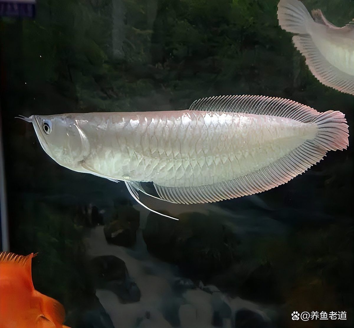 龍魚掉尾后多久能看到效果？，關于龍魚掉尾的一些問題